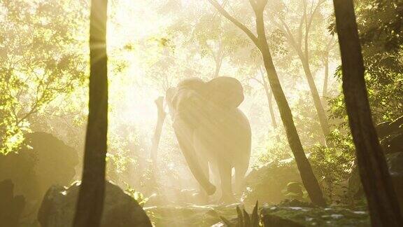 雾中的热带森林里的大象