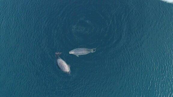 从空中俯视3只肥胖的斑点海豹漂浮在清澈湛蓝的海水中可爱的野生动物在自然环境