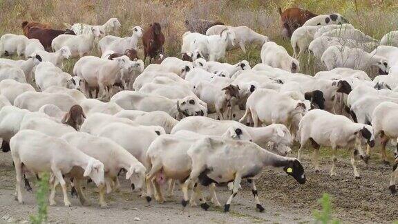 山羊在村里散步饲养家畜工业畜牧业畜牧经营理念家畜农场羊群在田野里吃草它们在草地上吃草