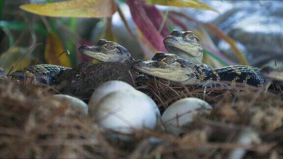 新生的短吻鳄在蛋附近产卵