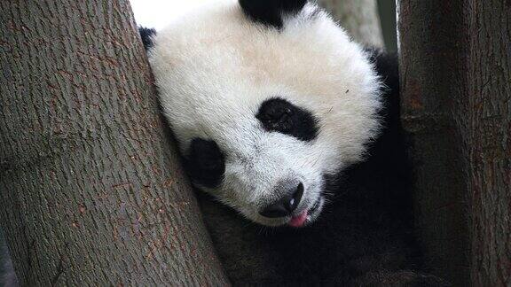 大熊猫幼崽在树上睡觉