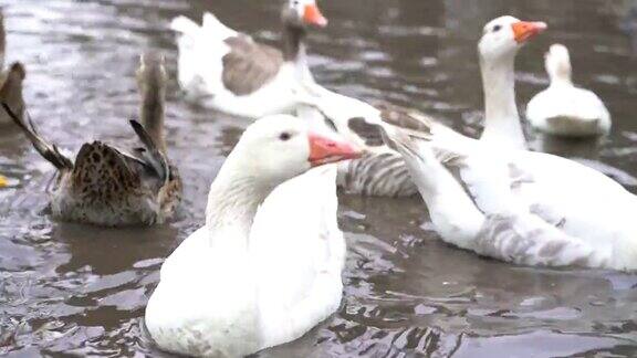 农场里池塘里不同种类的鸭子