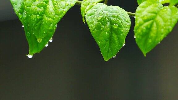 绿植风雨后泰国清迈省