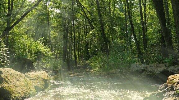在阳光照耀下的森林里小溪
