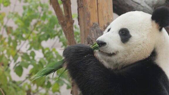 大熊猫(Ailuropodamelanoleuca)也被称为熊猫或简称熊猫是一种原产于中国中南地区的熊