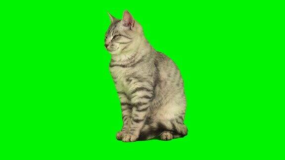 小猫的绿色背景屏幕