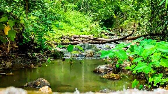 宁静的绿色热带森林景色与瀑布流延时视频