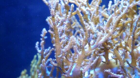 软珊瑚在海洋或水族馆