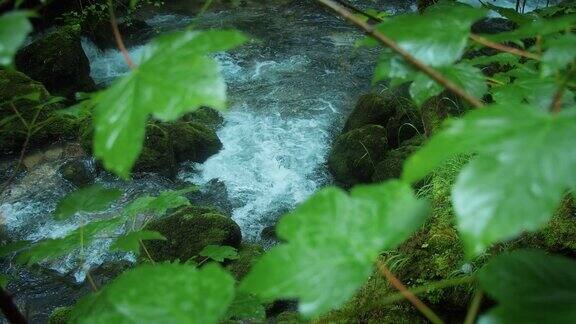 河流在森林里的岩石堤岸之间流动水流湍急溪水清澈密林中的小溪