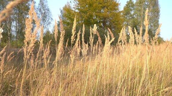 秋日日落前风吹拂着田野里金黄色的枯草