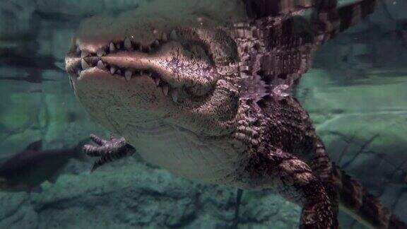 鳄鱼在水下游泳