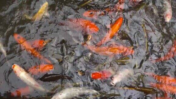锦鲤花式鲤鱼在池塘里游泳