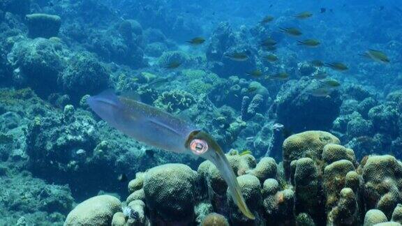 在库拉索岛附近加勒比海珊瑚礁中的鱿鱼