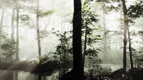 晨雾中雄伟森林的全景