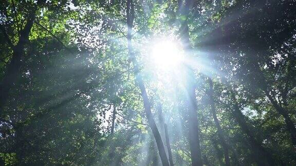 阳光透过森林的树枝