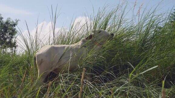 在高高的草丛中吃草的白色小母牛