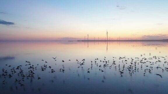 鸟瞰图海鸥在粉红色的盐湖附近的风力涡轮机站