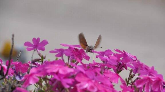 蜂鸟、鹰蛾在紫色花朵上盘旋