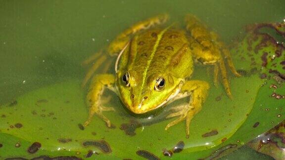 一只青蛙坐在池塘的叶子上移动着喉咙的特写镜头