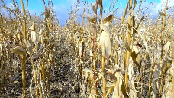在有风的天气下蓝天下干燥的玉米地