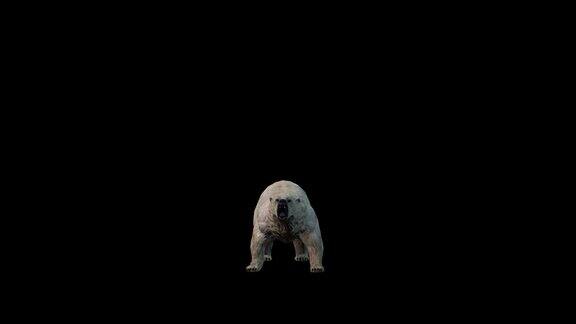 3D逼真的北极熊用爪子攻击它的前脚在黑色背景上的正面视图4k60fps白熊愤怒地攻击敌人包括在剪辑的末尾与Alpha哑光