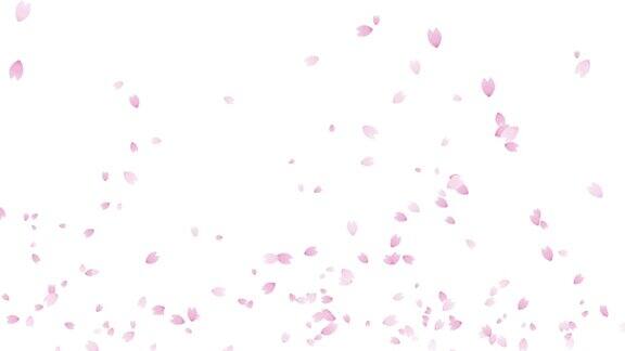 盛开的樱花花瓣循环动画(白色背景)