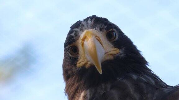 秃鹰猎人鸟的特写照片捕食者看着摄像机