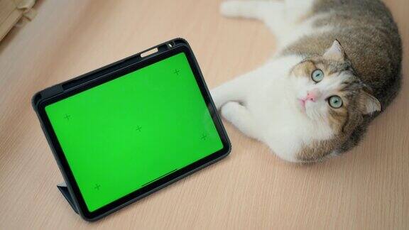 猫躺在绿色屏幕的平板电脑旁边