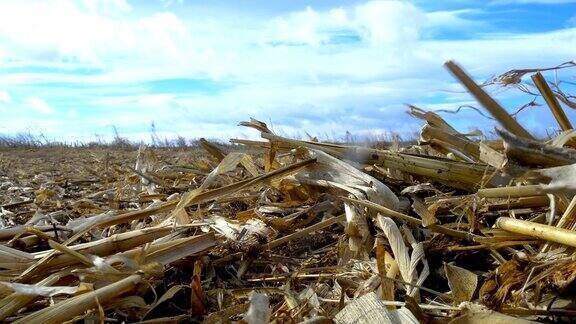 在有风的天气下蓝天下干燥的玉米地