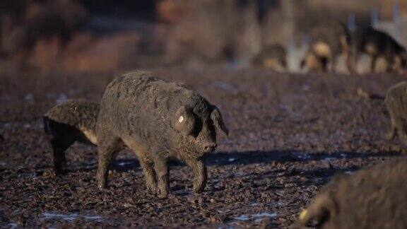 蒙加利卡猪和小猪们在泥泞中探索开放的农场