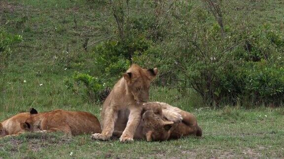 非洲狮美洲豹玩耍的幼崽肯尼亚马赛马拉公园实时4K