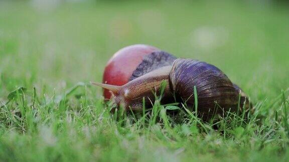 大蜗牛在花园里爬行