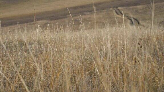 俄罗斯伊尔库茨克奥尔洪岛的草在风中摇曳