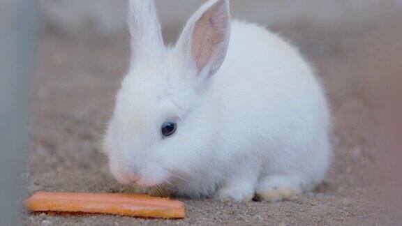 小白兔独自在农场里吃胡萝卜