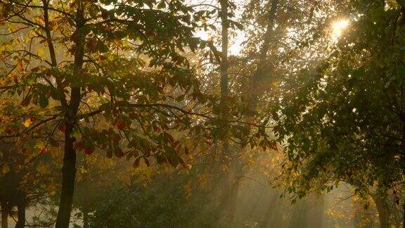 静态拍摄阳光透过秋叶