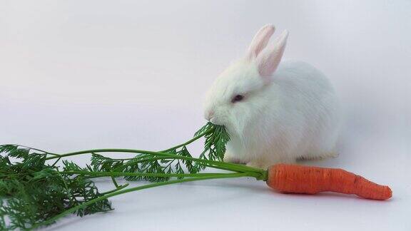 白矮星兔子在白底吃胡萝卜可爱的小兔子吃素食把啮齿动物当作宠物复活节兔子和胡萝卜