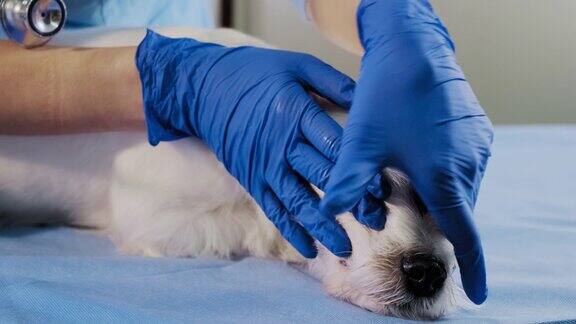 女兽医检查杰克罗素狗耳朵牙齿和宠物检查诊所保健