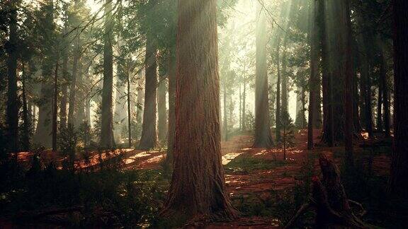 在美国红杉国家公园的巨林中发现了巨大的红杉