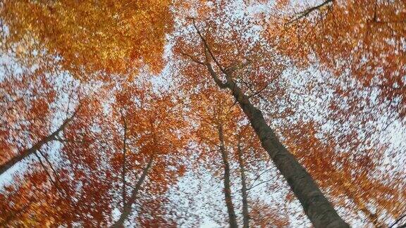 秋天山毛榉树的低天使视图