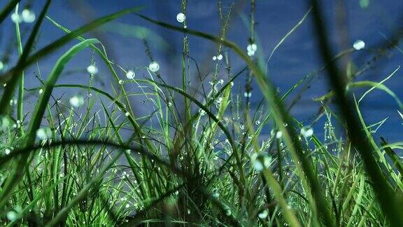 露珠落在绿草上三维渲染