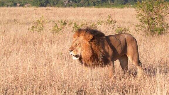 靠近肯尼亚马赛马拉的雄狮-4K60p