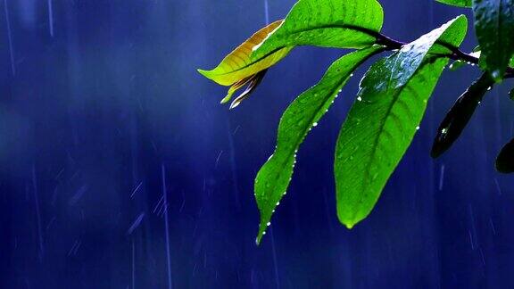 雨与自然叶