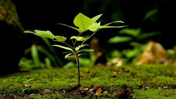 热带森林苔藓地上的一种小植物