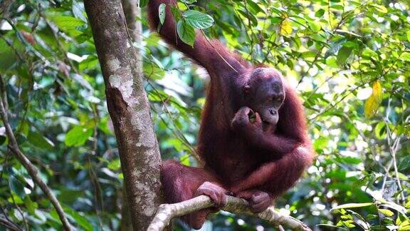 马来西亚婆罗洲雨林中的野生猩猩自然界中的猩猩猴