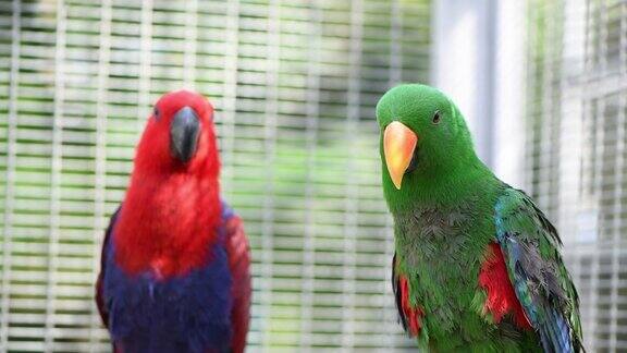 绿的和红的美丽的太阳鹦鹉在树枝上对视