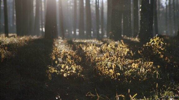清新雾蒙蒙的早晨在松林阳光透过树枝落在地面在雨天