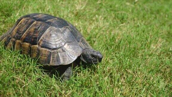 乌龟在绿草上爬行