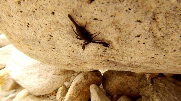 黑色蝎子爬行垂直下来的岩石河恒河在背景高喜马拉雅山脉014.2黑色喜马拉雅蝎子爬行在灰色的岩石上近距离俯瞰高喜马拉雅山脉