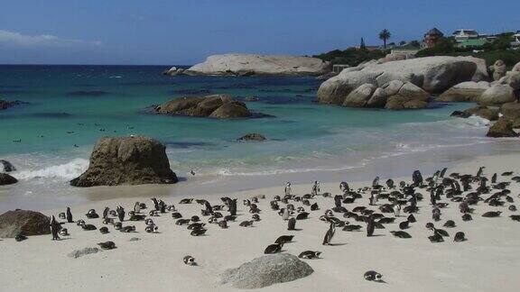 南非博尔德斯湾的非洲企鹅聚居地