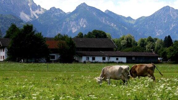牛在阿尔卑斯山上放牧